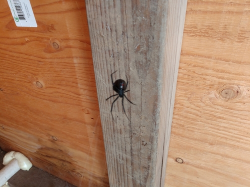 iNaturalist observation photo of Western Black Widow