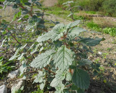 Forsskaolea tenacissima