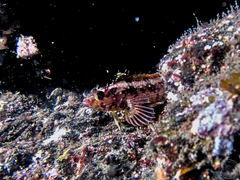 Alloclinus holderi