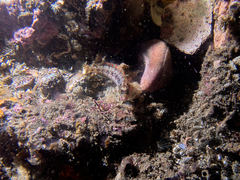 Alloclinus holderi