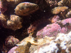 Alloclinus holderi