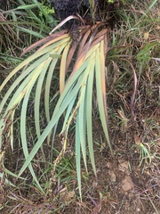 Machaerina mariscoides