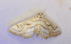 Parapoynx badiusalis