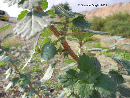 Desert Nettle