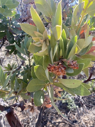 photo of Eastwood's Manzanita (Arctostaphylos glandulosa)