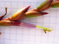 Tillandsia makoyana