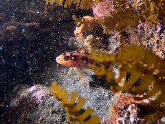 Alloclinus holderi