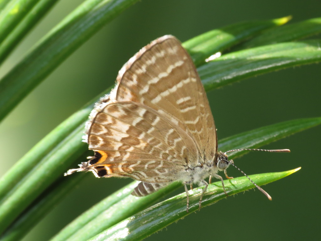 Cycad blue