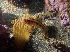 Alloclinus holderi