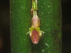 Lepanthes mucronata