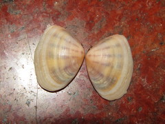 Latona trifasciata