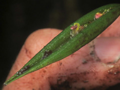 Lepanthes mucronata