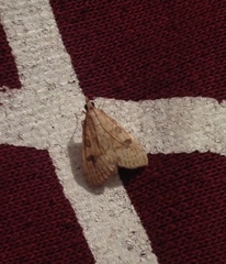 Udea fulvalis