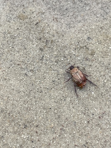 photo of Scarabs (Scarabaeidae)