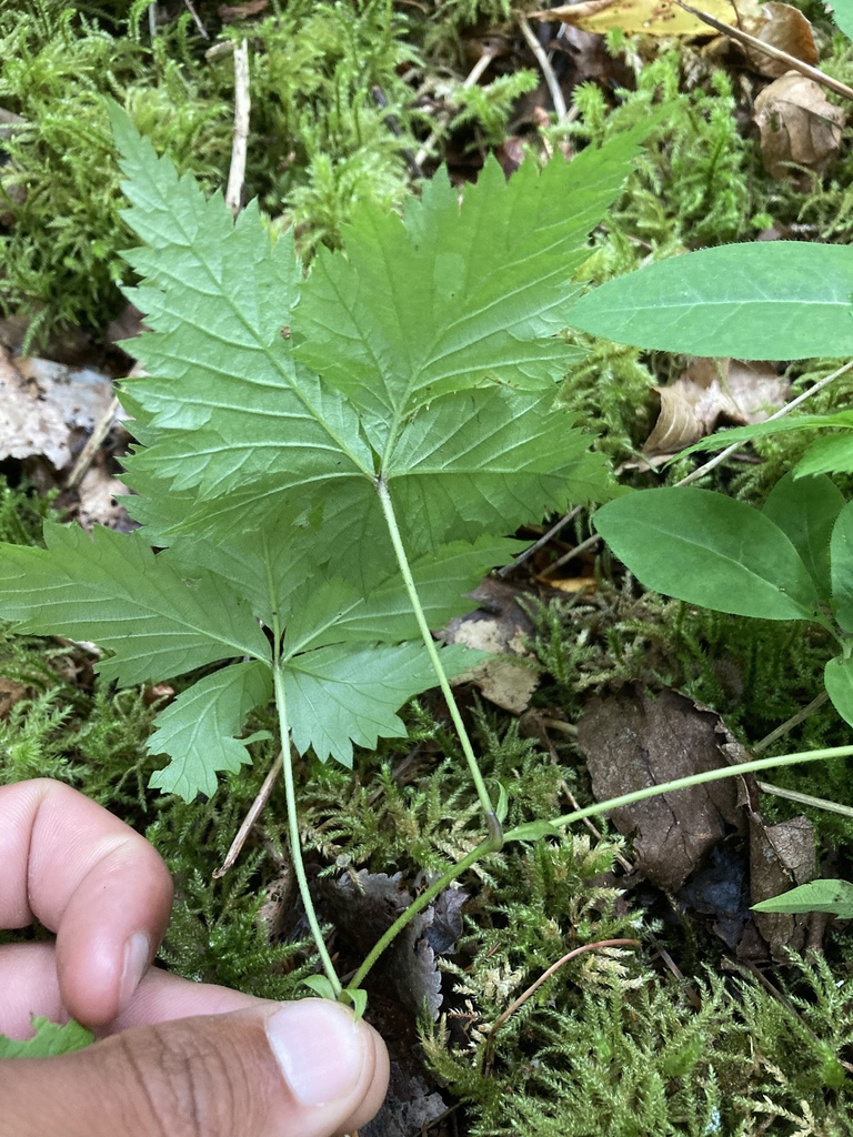 Dwarf Raspberry Stem dwarf raspberry from St Pauls Ln, Seabright, NS, CA on July 7, 2021 at ...