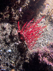 Leptogorgia chilensis