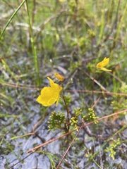 Utricularia cornuta