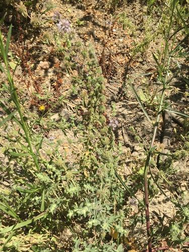 Pennyroyal