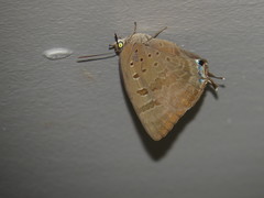 Arhopala eupolis