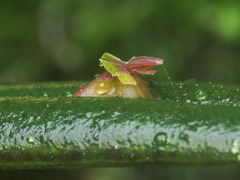 Lepanthes mucronata