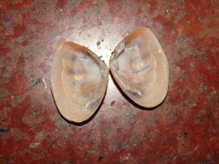 Latona trifasciata