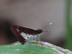 Sabera caesina