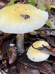 Amanita agglutinata image