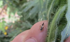 Tupiocoris californicus
