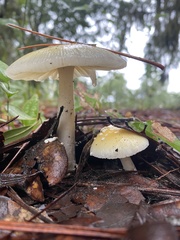 Amanita agglutinata image