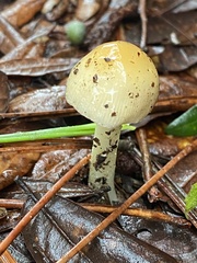 Amanita agglutinata image