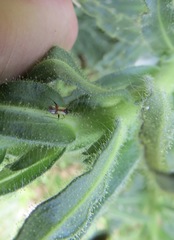 Tupiocoris californicus
