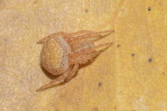 Araneus sturmi