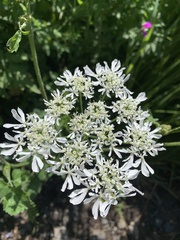 Heracleum chorodanum