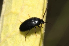 Hymenalia morio