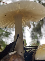 Amanita agglutinata image