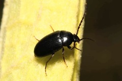 Hymenalia morio