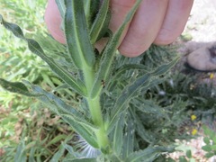 Tupiocoris californicus