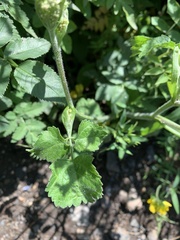 Heracleum chorodanum