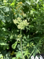 Heracleum chorodanum