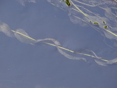 Potamogeton perfoliatus
