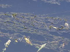 Potamogeton perfoliatus