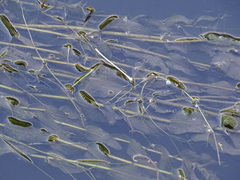 Potamogeton perfoliatus