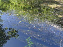 Potamogeton perfoliatus