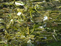 Potamogeton perfoliatus