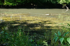 Potamogeton perfoliatus