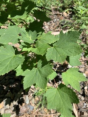 Ribes biebersteinii