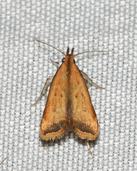 Dichomeris heriguronis