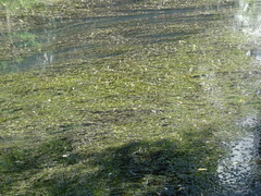 Potamogeton perfoliatus