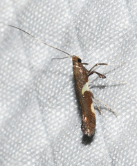 Caloptilia umbratella