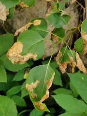 Gracillaria syringella